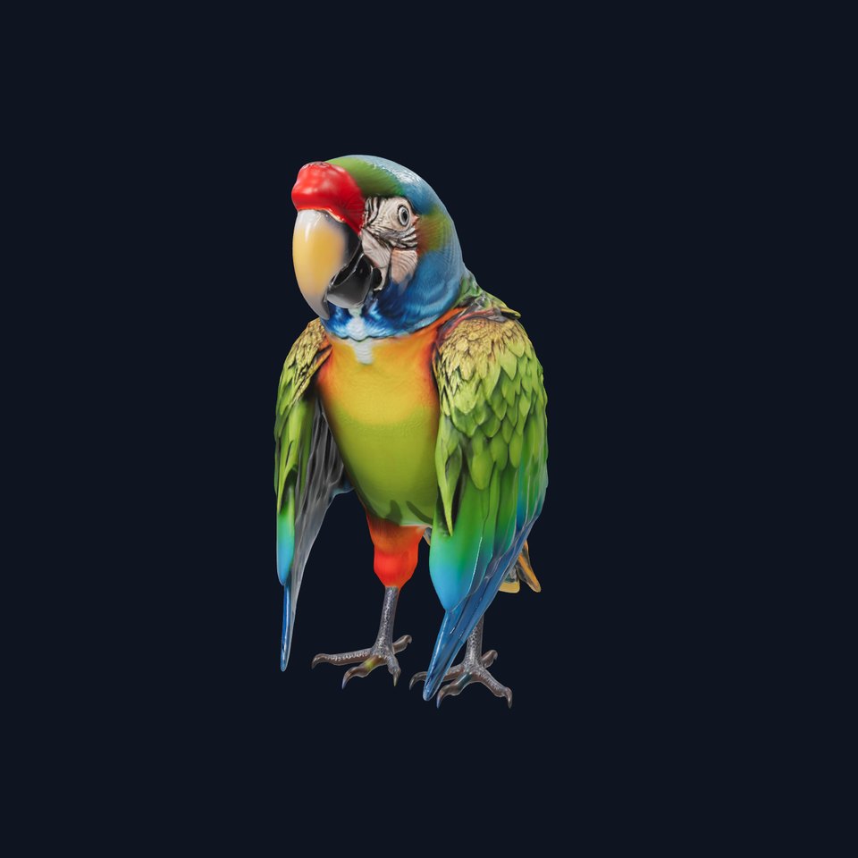 Colorful Macaw Parrot D Model Pack